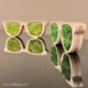 Lunettes bois végétal — SECRET DE FABRICATION : Découvrez comment sont usinées vos signalétiques végétales !